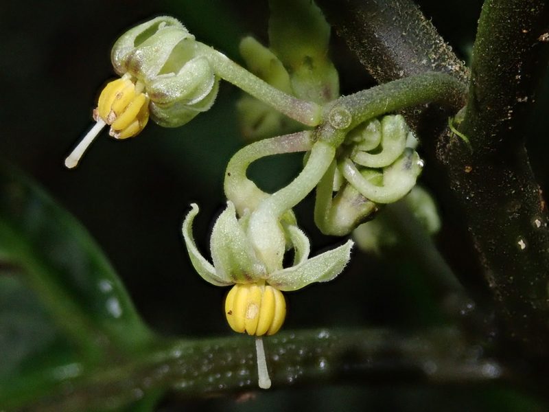 Solanum anceps, photographed by Nolan Exe