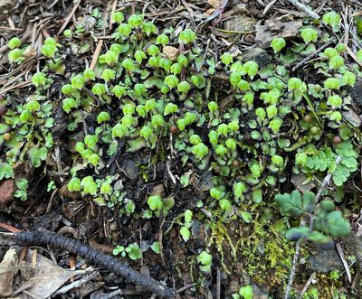 Calasterella californica, photographed by Roger Raiche