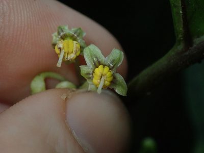 Solanum anceps, photographed by Nolan Exe