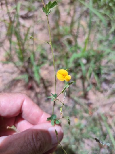 Aeschynomene brevifolia, photographed by Tony van Kampen