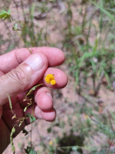 Aeschynomene brevifolia, photographed by Tony van Kampen