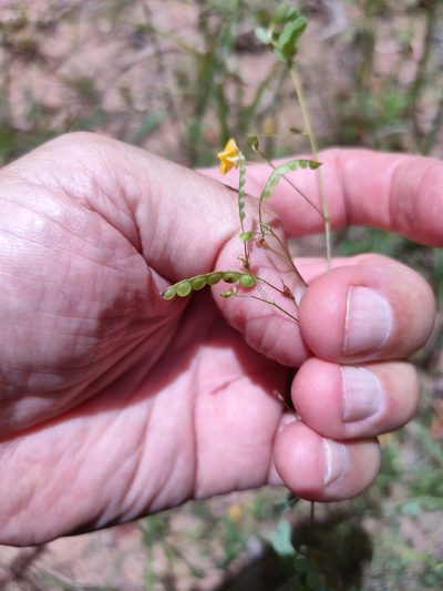 Aeschynomene brevifolia, photographed by Tony van Kampen