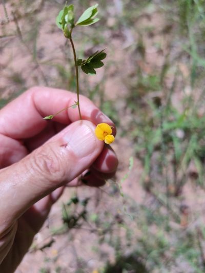 Aeschynomene brevifolia, photographed by Tony van Kampen