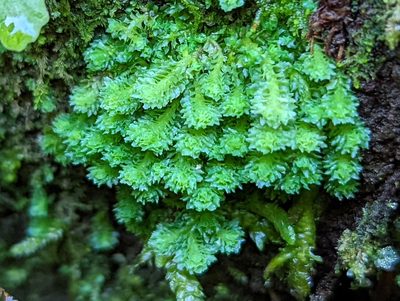 Schistochilopsis incisa, photographed by Braden J. Judson