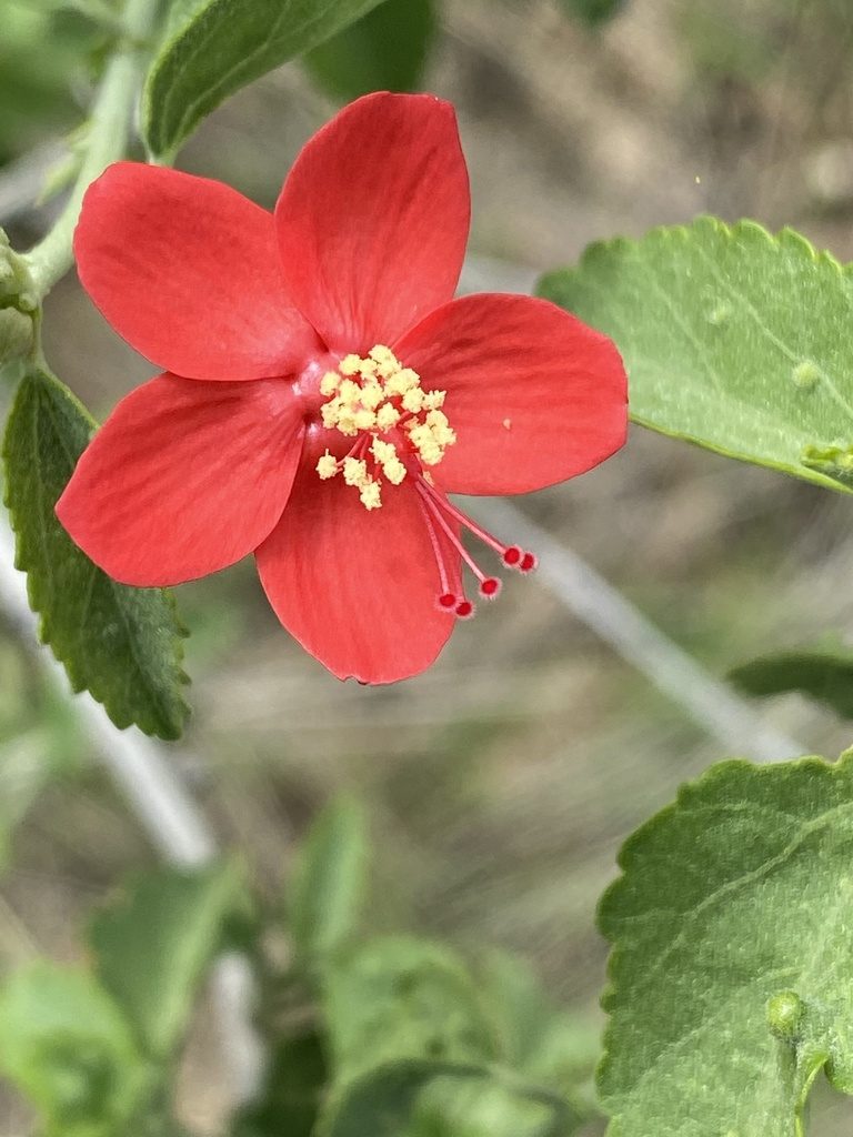 Hibiscus elliottiae, photographed by Dave U