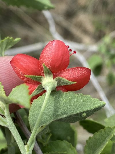 Hibiscus elliottiae, photographed by Dave U