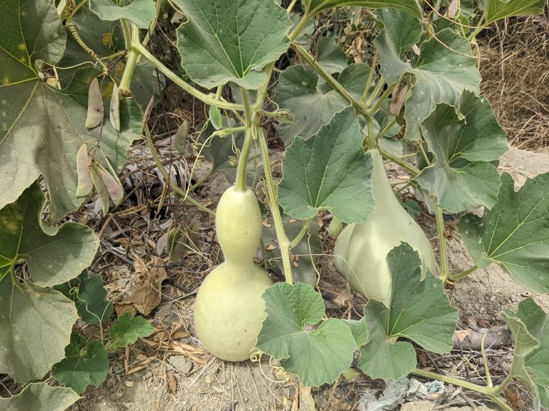 Lagenaria siceraria, photographed by Zoltán Stekkelpak