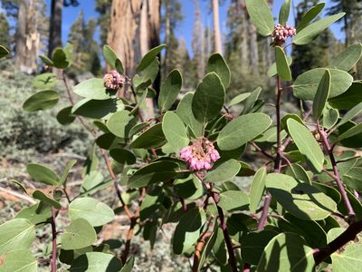Arctostaphylos patula, photographed by Neal Kelso