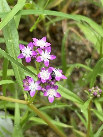 Gisekia africana, photographed by Dave U
