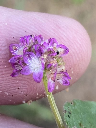 Gisekia africana, photographed by Dave U