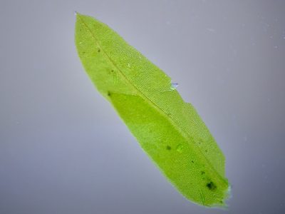 Fissidens taxifolius, photographed by Michelle W. （鍾偉瑋）