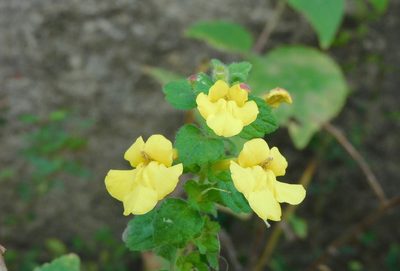 Lindenbergia grandiflora, photographed by Jagdish Singh Negi