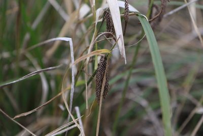 Carex obnupta, photographed by Sean Haight