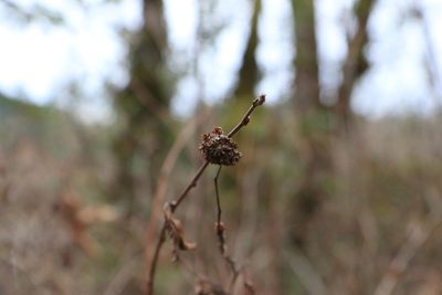 Physocarpus capitatus, photographed by Sean Haight