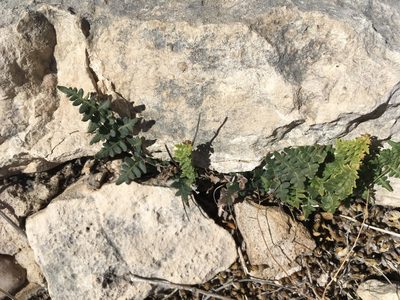Myriopteris scabra, photographed by pynklynx