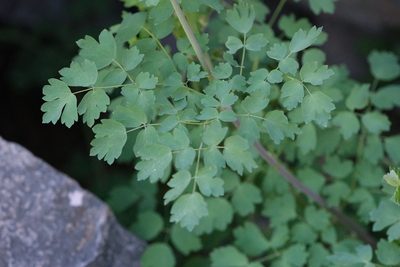 Thalictrum fendleri, photographed by Madeleine Claire