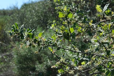 Ribes indecorum, photographed by Madeleine Claire