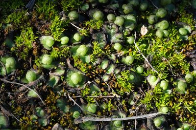 Calasterella californica, photographed by Madeleine Claire