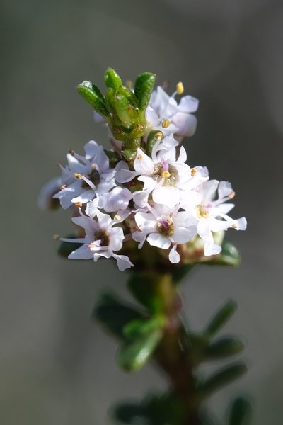 Ceanothus ophiochilus, photographed by Madeleine Claire