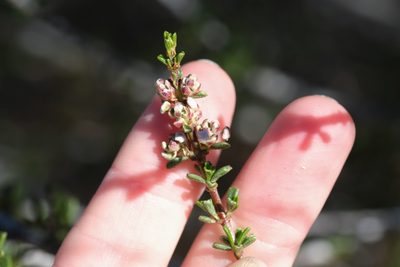 Ceanothus ophiochilus, photographed by Madeleine Claire