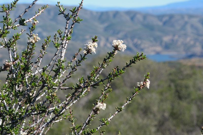 Ceanothus ophiochilus, photographed by Madeleine Claire
