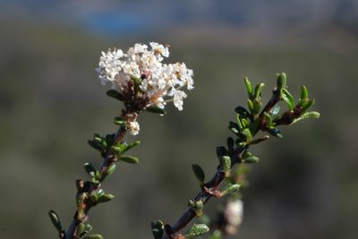 Ceanothus ophiochilus, photographed by Madeleine Claire