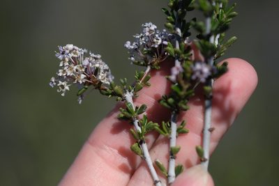 Ceanothus ophiochilus, photographed by Madeleine Claire