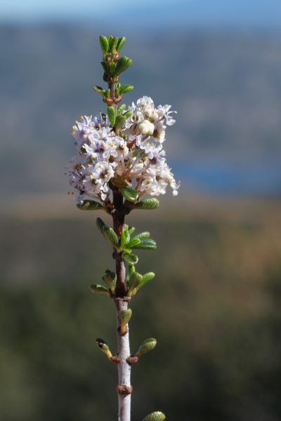 Ceanothus ophiochilus, photographed by Madeleine Claire
