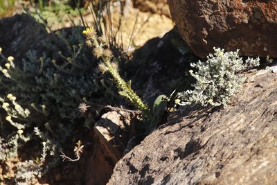 Berkheya rhapontica, photographed by Tony Rebelo
