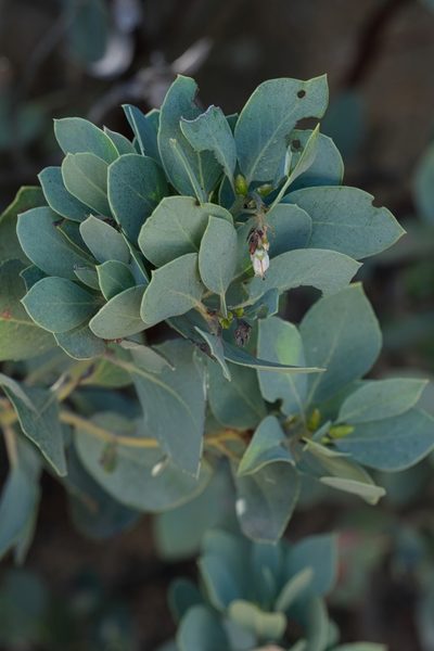 Arctostaphylos rainbowensis, photographed by Madeleine Claire