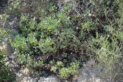 Arctostaphylos glandulosa, photographed by Madeleine Claire