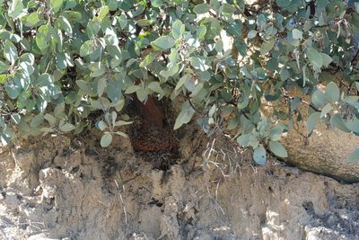 Arctostaphylos glandulosa, photographed by Madeleine Claire