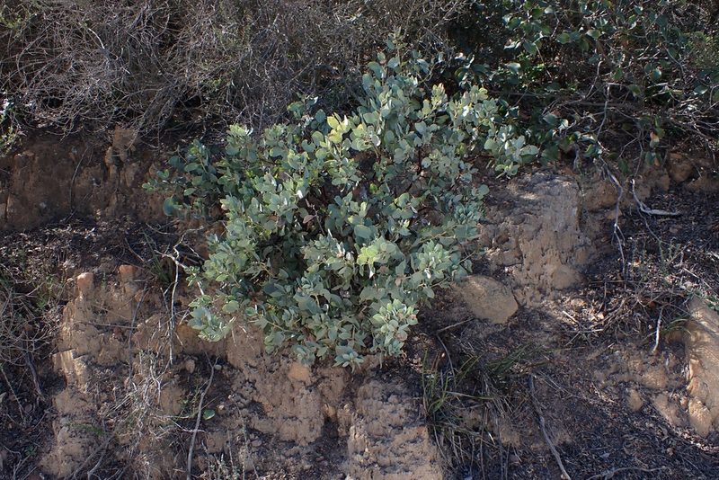 Arctostaphylos rainbowensis, photographed by Madeleine Claire
