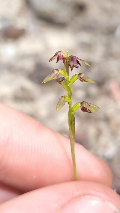 Genoplesium mucronatum, photographed by Eamonn Culhane