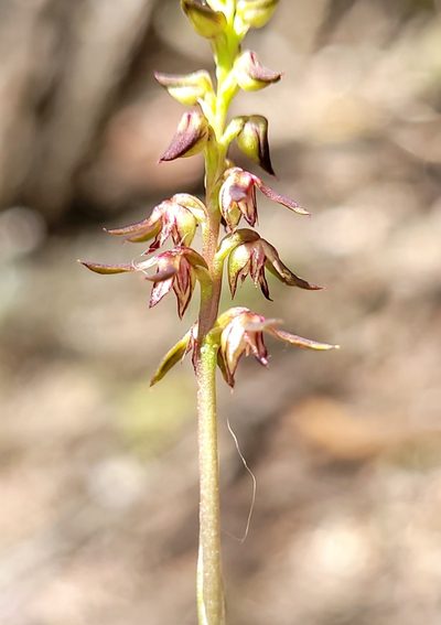 Genoplesium mucronatum, photographed by Eamonn Culhane