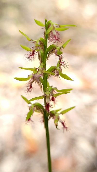 Genoplesium fimbriatum, photographed by Eamonn Culhane