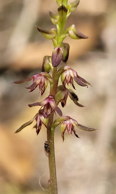 Genoplesium mucronatum, photographed by Eamonn Culhane
