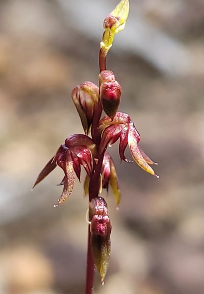 Genoplesium mucronatum, photographed by Eamonn Culhane