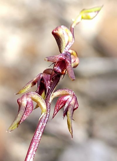 Genoplesium mucronatum, photographed by Eamonn Culhane