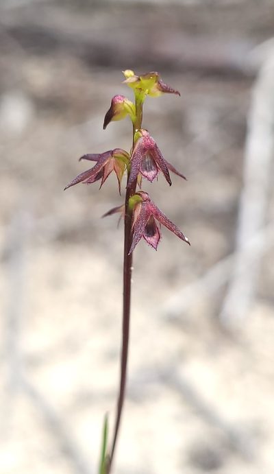 Genoplesium filiforme, photographed by Eamonn Culhane