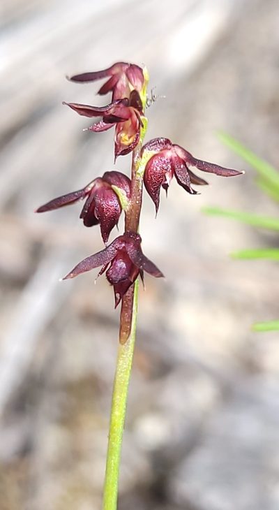 Genoplesium mucronatum, photographed by Eamonn Culhane