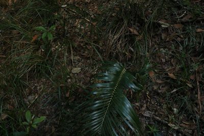 Macrozamia lucida, photographed by Greg Tasney