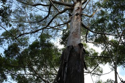 Eucalyptus pilularis, photographed by Greg Tasney
