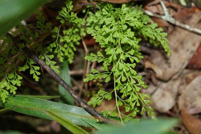 Lindsaea microphylla, photographed by Greg Tasney