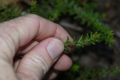 Hibbertia vestita, photographed by Greg Tasney