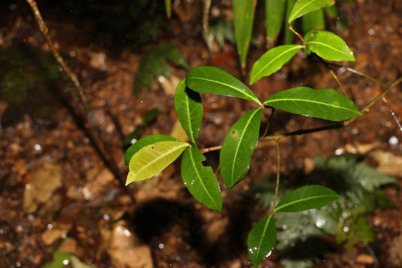 Tapeinosperma repandulum, photographed by Greg Tasney