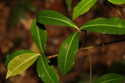 Tapeinosperma repandulum, photographed by Greg Tasney