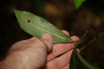 Tapeinosperma repandulum, photographed by Greg Tasney