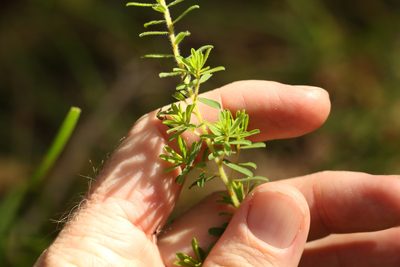 Pultenaea villosa, photographed by Greg Tasney