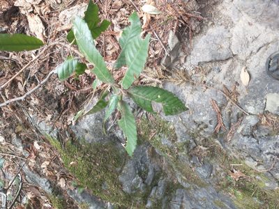 Notholithocarpus densiflorus, photographed by Drew Meyer